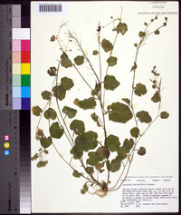 Cardamine rotundifolia image