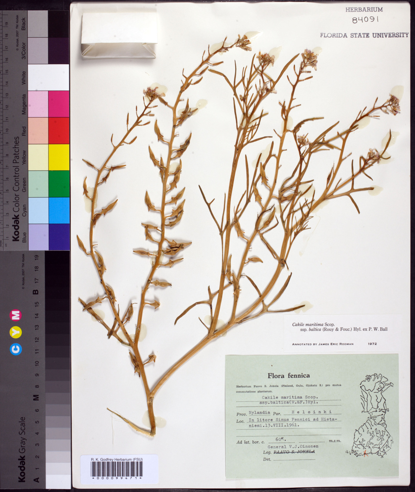 Cakile maritima subsp. baltica image