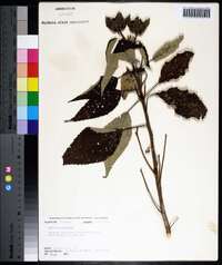 Hibiscus moscheutos image