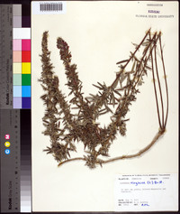 Lespedeza virginica image