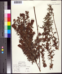 Lespedeza virginica image