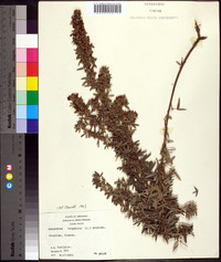 Lespedeza virginica image