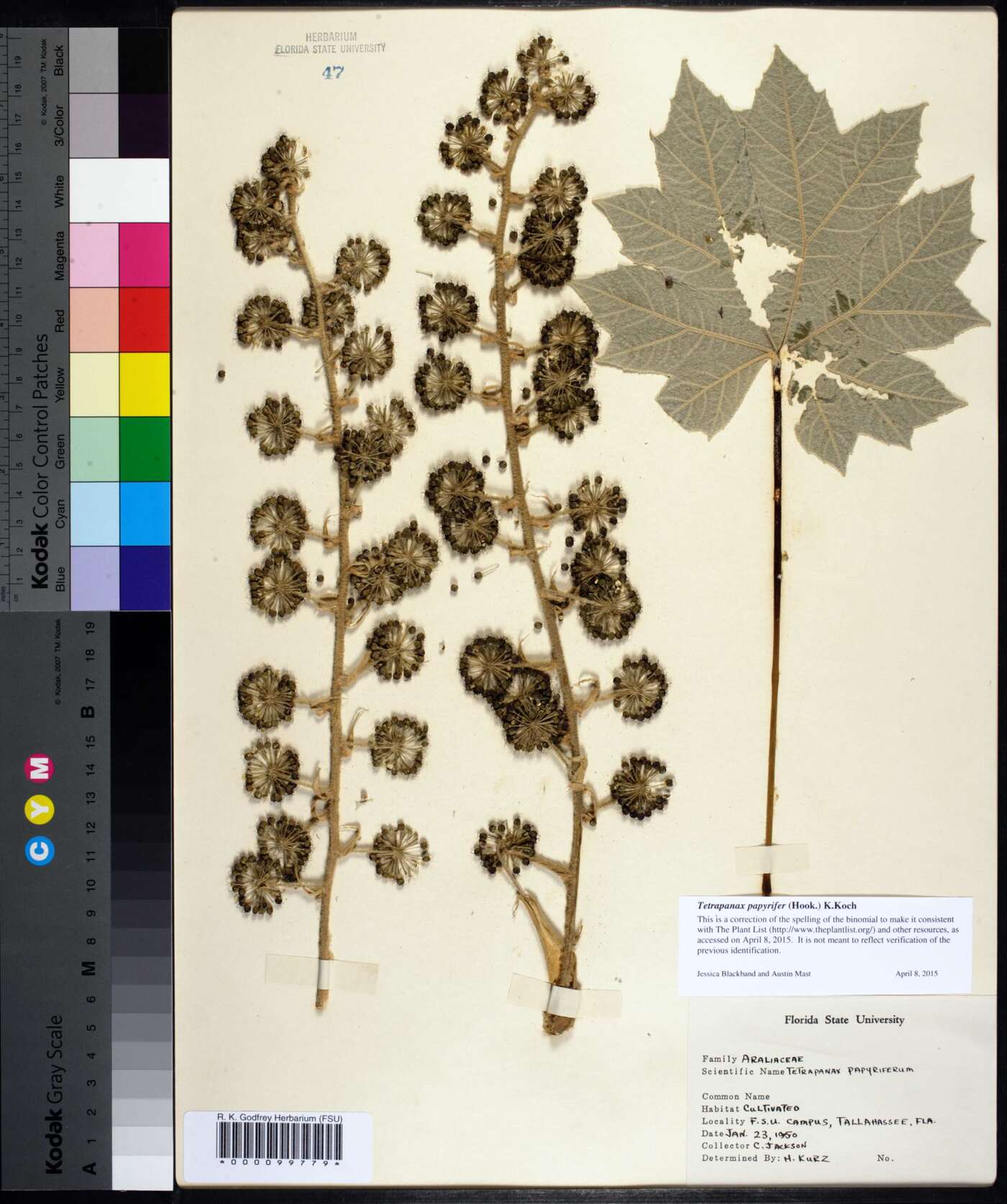 Tetrapanax papyrifer image