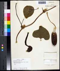 Aristolochia ringens image