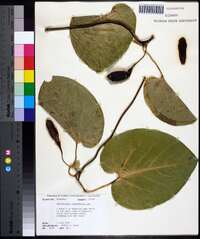 Aristolochia macrophylla image