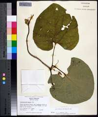 Aristolochia macrophylla image