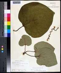 Aristolochia macrophylla image