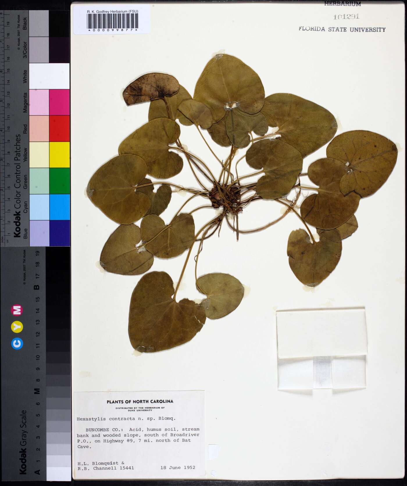 Hexastylis contracta image