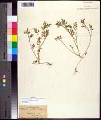 Phacelia dubia image