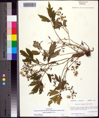 Phacelia bipinnatifida image