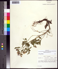 Phacelia bipinnatifida image