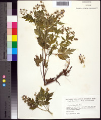 Phacelia bipinnatifida image