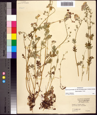 Phacelia hirsuta image