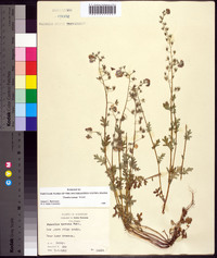 Phacelia hirsuta image