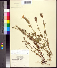 Phacelia hirsuta image