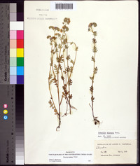 Phacelia hirsuta image