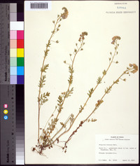 Phacelia hirsuta image