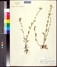 Phacelia hirsuta image