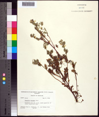 Phacelia hirsuta image