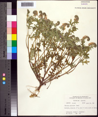 Phacelia gilioides image