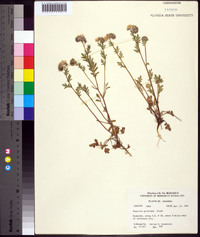 Phacelia gilioides image