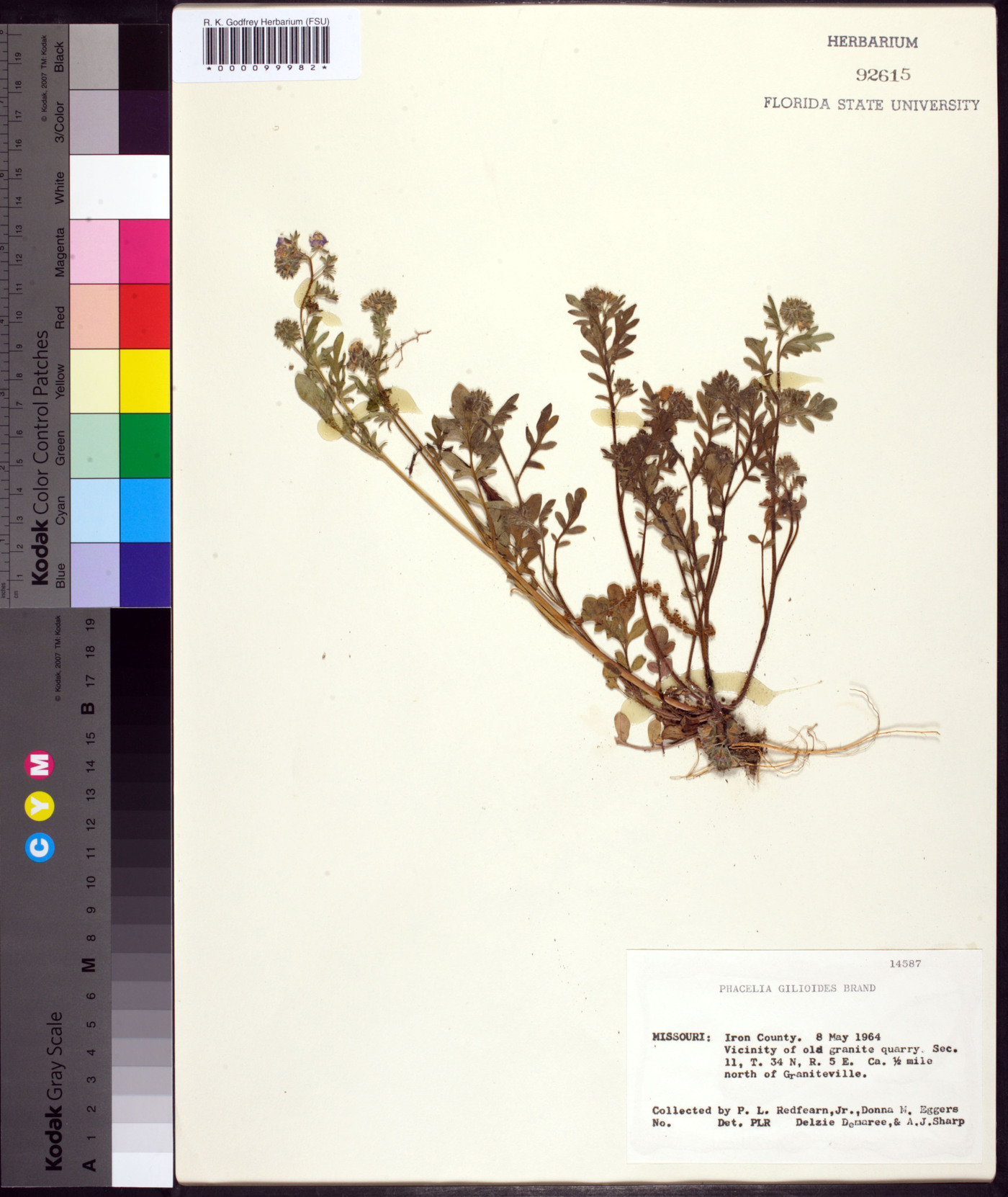 Phacelia gilioides image