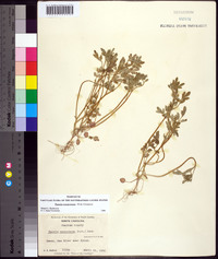 Phacelia ranunculacea image