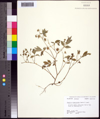 Phacelia ranunculacea image