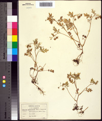 Phacelia ranunculacea image