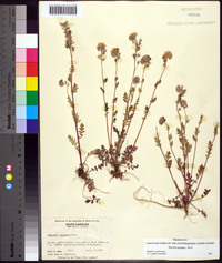 Phacelia maculata image