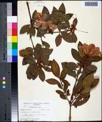 Rhododendron pulchrum image