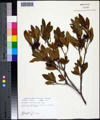 Rhododendron arborescens image