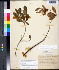 Rhododendron arborescens image