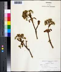 Acer platanoides image