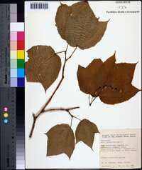 Acer pensylvanicum image