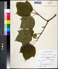 Acer pensylvanicum image