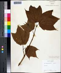 Acer pensylvanicum image