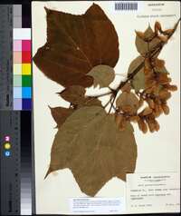 Acer pensylvanicum image