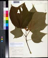 Acer pensylvanicum image