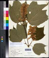 Acer pensylvanicum image