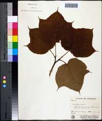 Acer pensylvanicum image