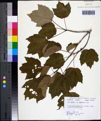 Acer rubrum var. trilobum image