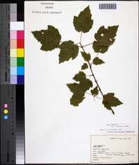 Acer rubrum var. trilobum image