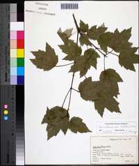 Acer rubrum var. trilobum image