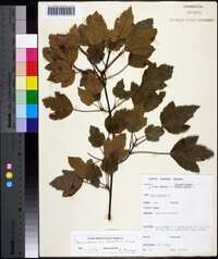 Acer rubrum var. trilobum image