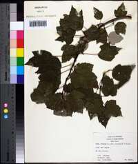 Acer rubrum var. trilobum image