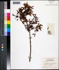 Acer rubrum var. trilobum image