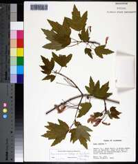 Acer rubrum var. trilobum image