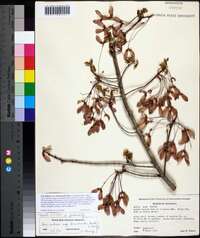 Acer rubrum var. drummondii image