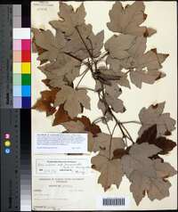 Acer rubrum var. drummondii image